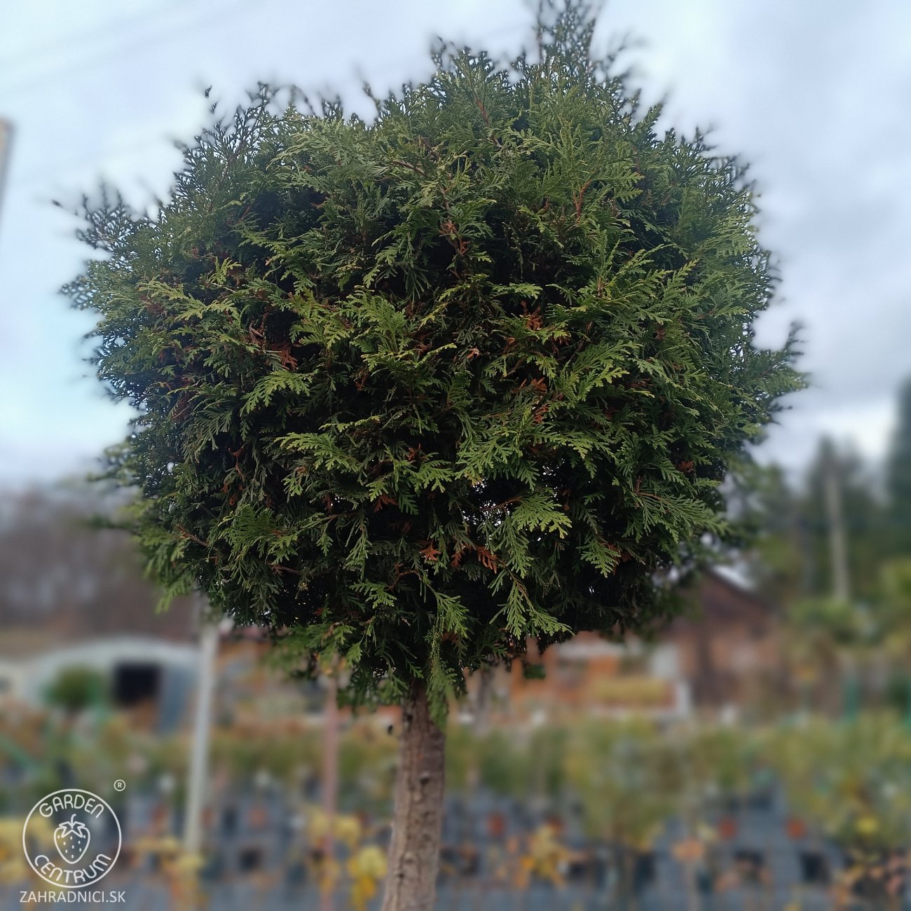 Obrázok Tuja západná (Thuja occidentalis) ´BRABANT´ - výška 200-220 cm, kont. C90L - NA KMIENKU